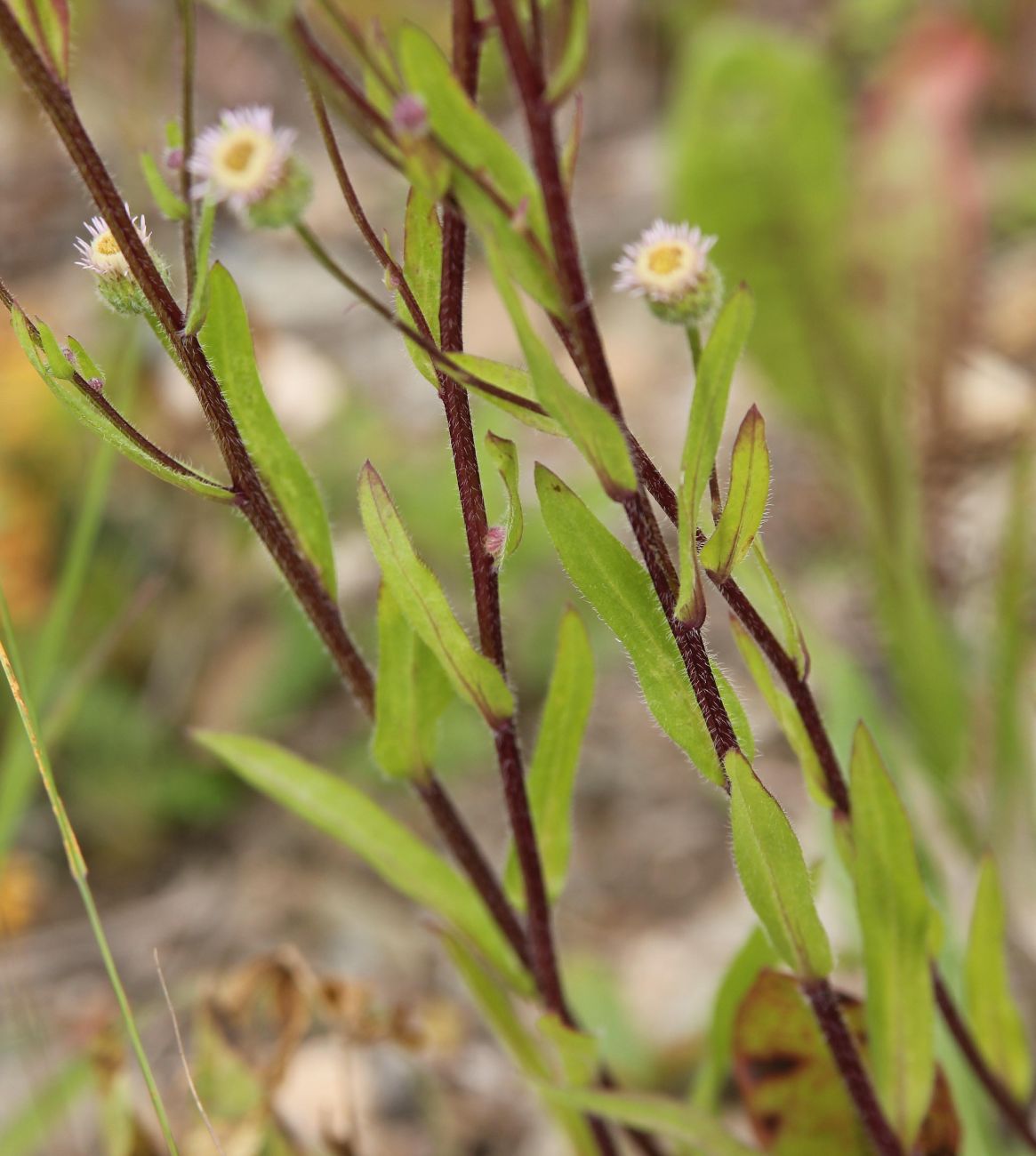 Image of Erigeron acris specimen.