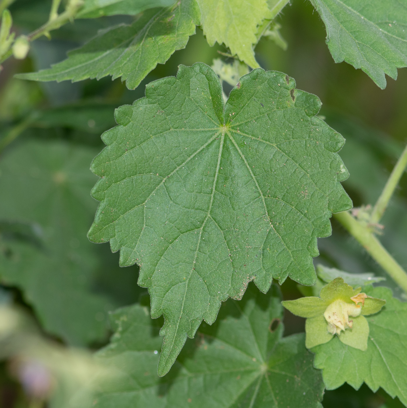 Image of Pavonia burchellii specimen.