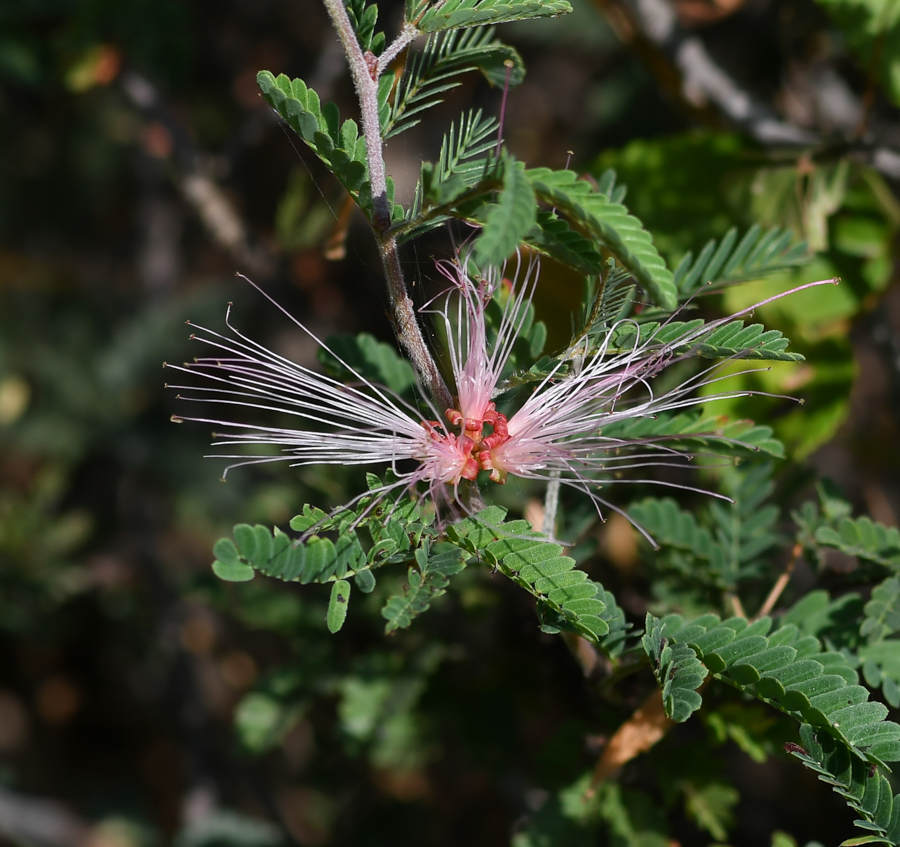 Изображение особи Calliandra eriophylla.