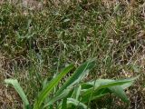 Plantago lanceolata. Цветущее растение. Польша, г. Варшава, газон. 07.07.2010.