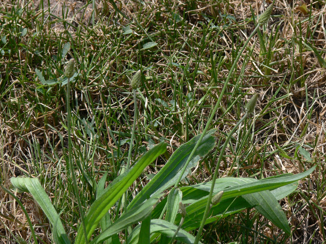 Изображение особи Plantago lanceolata.