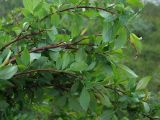 Salix dshugdshurica. Часть плодоносящего растения. Магаданская обл., окр. г. Магадан, нижнее течение р. Магаданка, в разреженном ивняке. 01.07.2019.