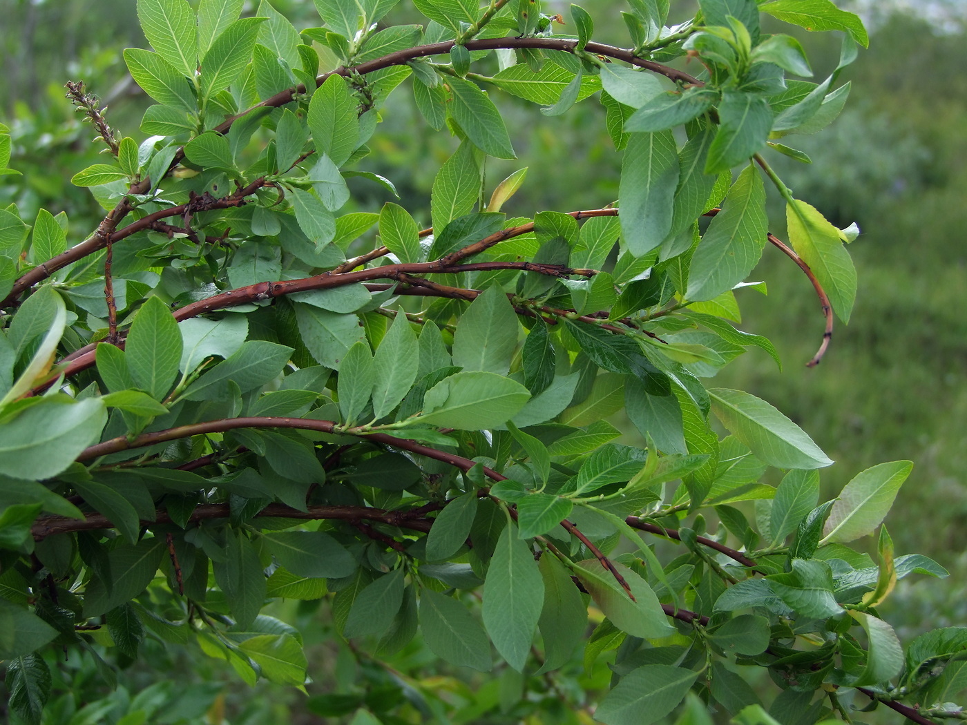 Image of Salix dshugdshurica specimen.