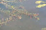 Myriophyllum spicatum