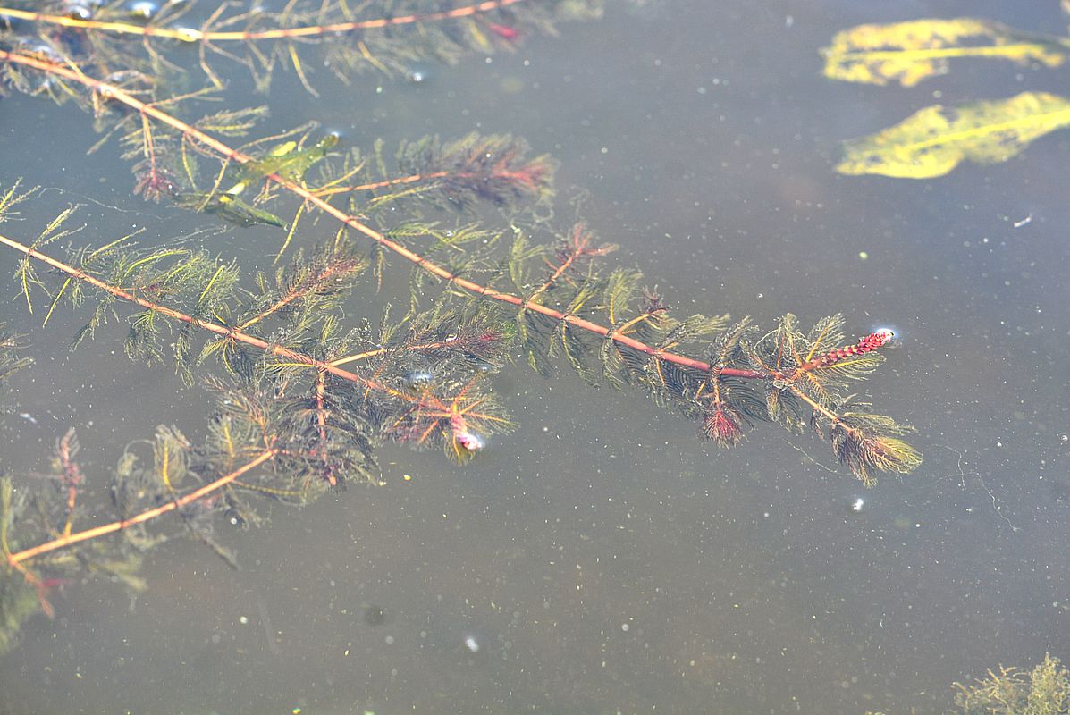 Image of Myriophyllum spicatum specimen.