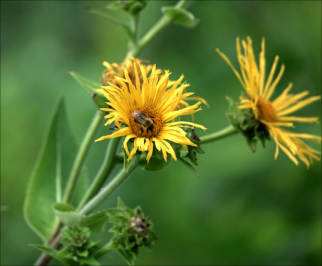 Изображение особи Inula helenium.