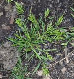 Bromus scoparius