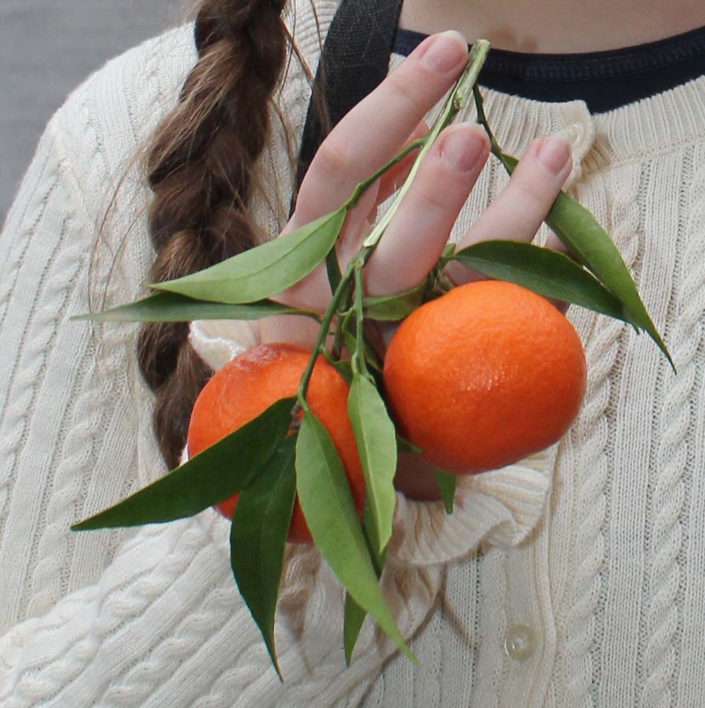 Image of genus Citrus specimen.