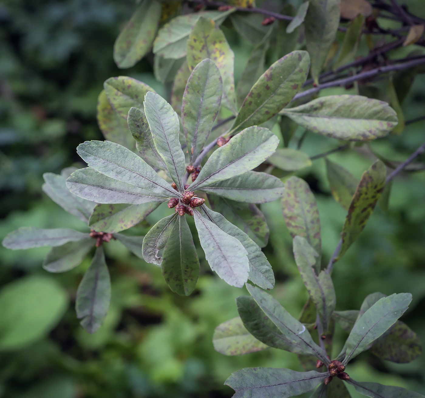 Image of Myrica tomentosa specimen.