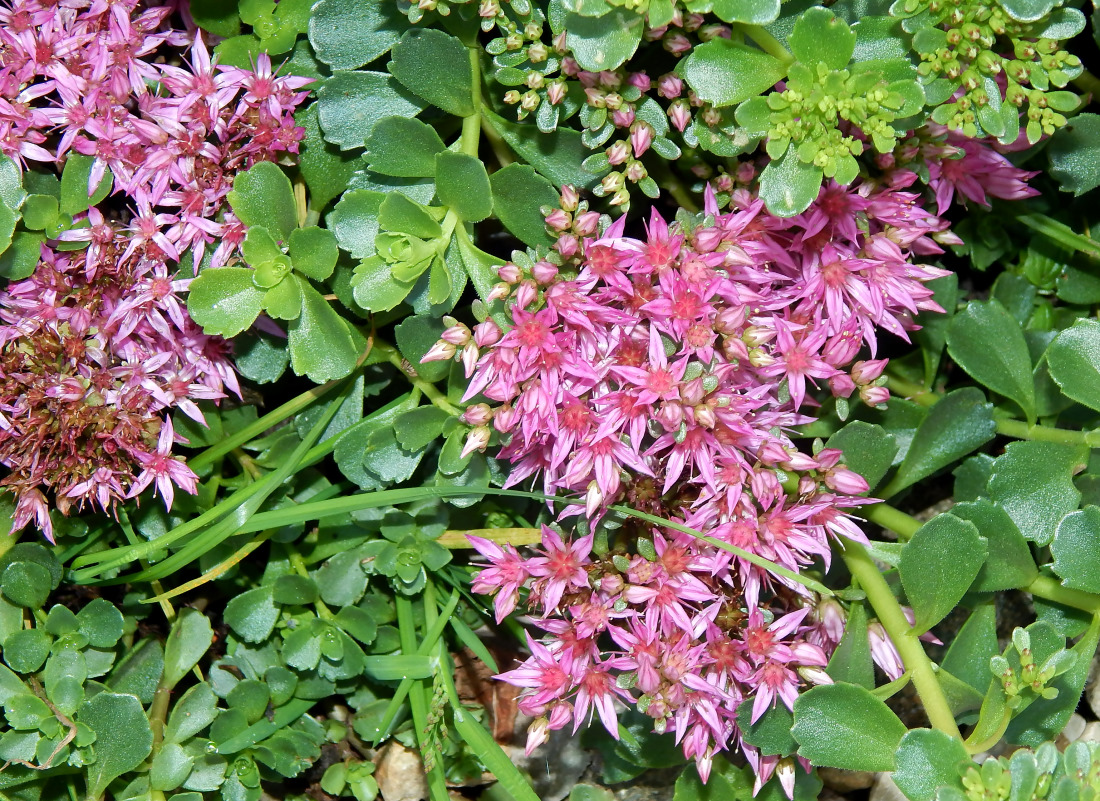 Изображение особи Sedum spurium.