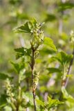 Ribes alpinum. Верхушка веточки с соцветиями и сидящими двукрылыми насекомыми. Ленинградская обл., Кингисеппский р-н, окр. дер. Урмизно, побережье Финского залива, каменистый приморский луг с разреженным древостоем. 09.05.2020.