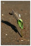 genus Xanthium. Проросток. Республика Татарстан, Агрызский р-н. 24.06.2010.