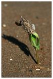 Xanthium