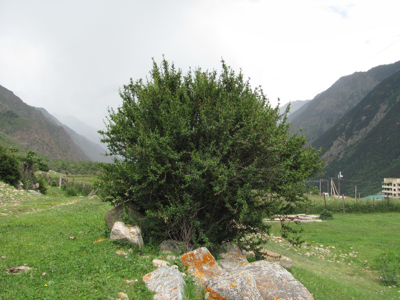 Image of Berberis vulgaris specimen.