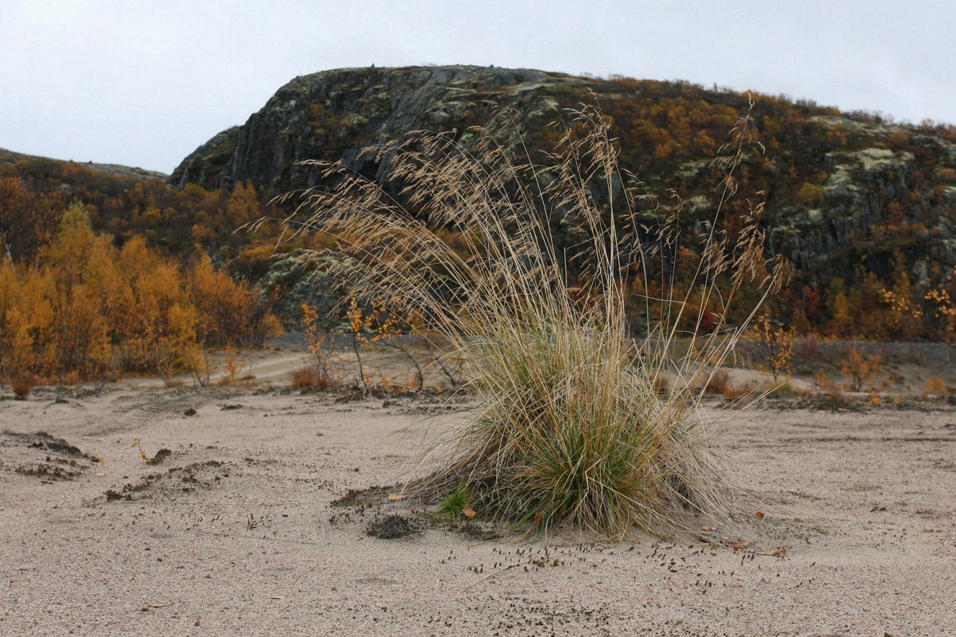 Изображение особи Deschampsia cespitosa.