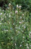 Lespedeza juncea