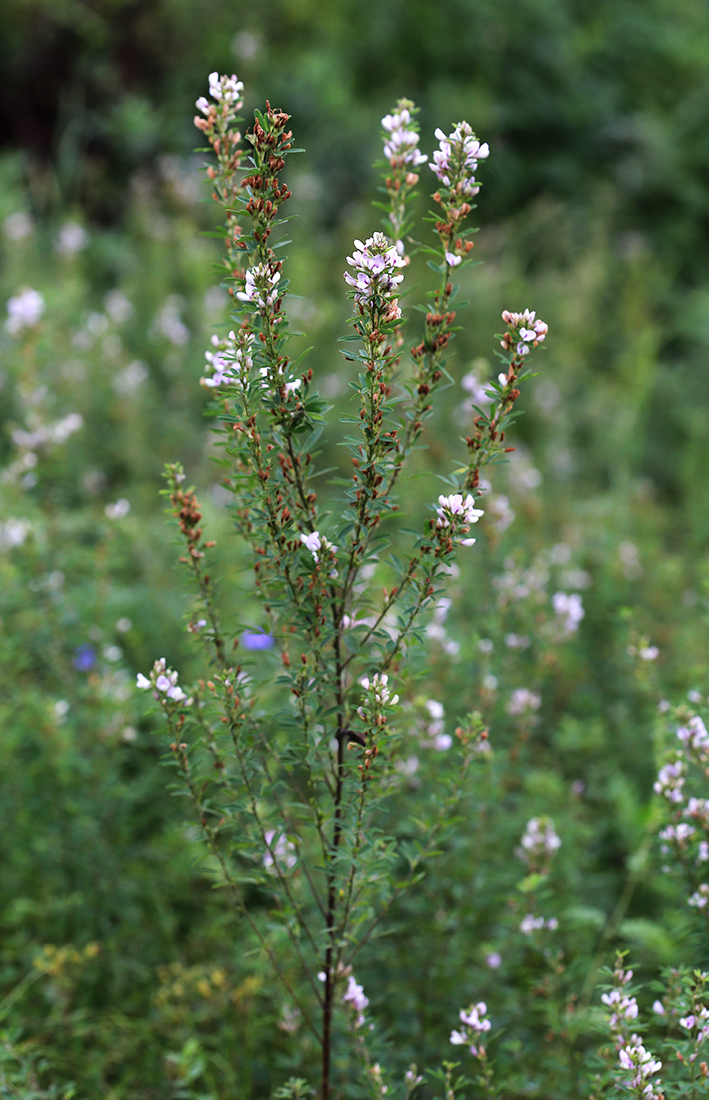 Изображение особи Lespedeza juncea.