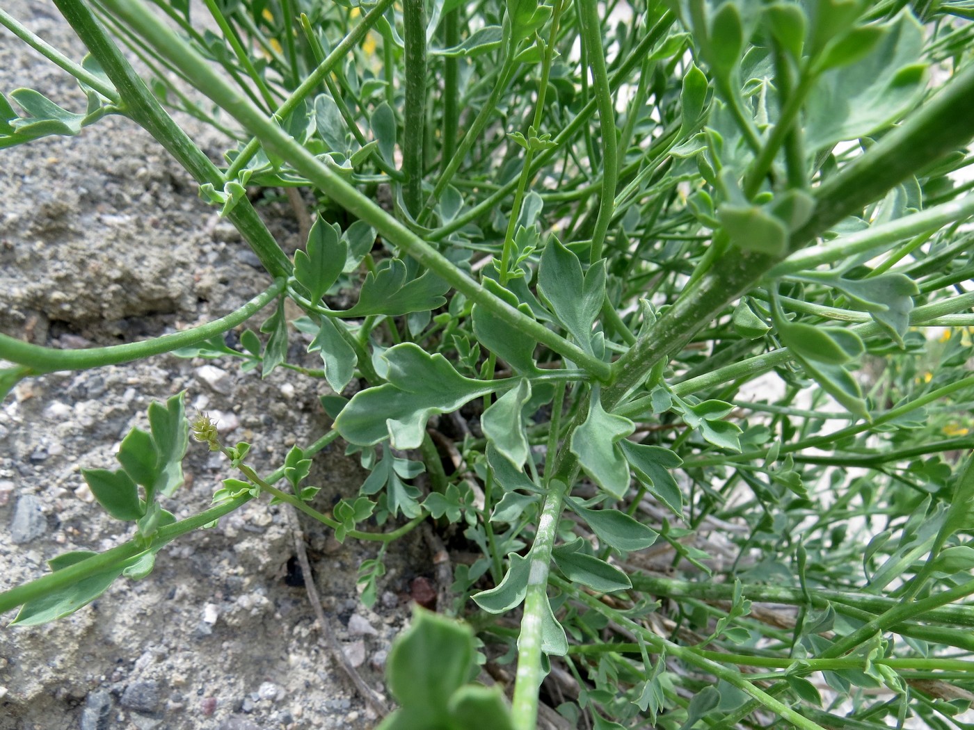 Image of Corydalis zeravschanica specimen.