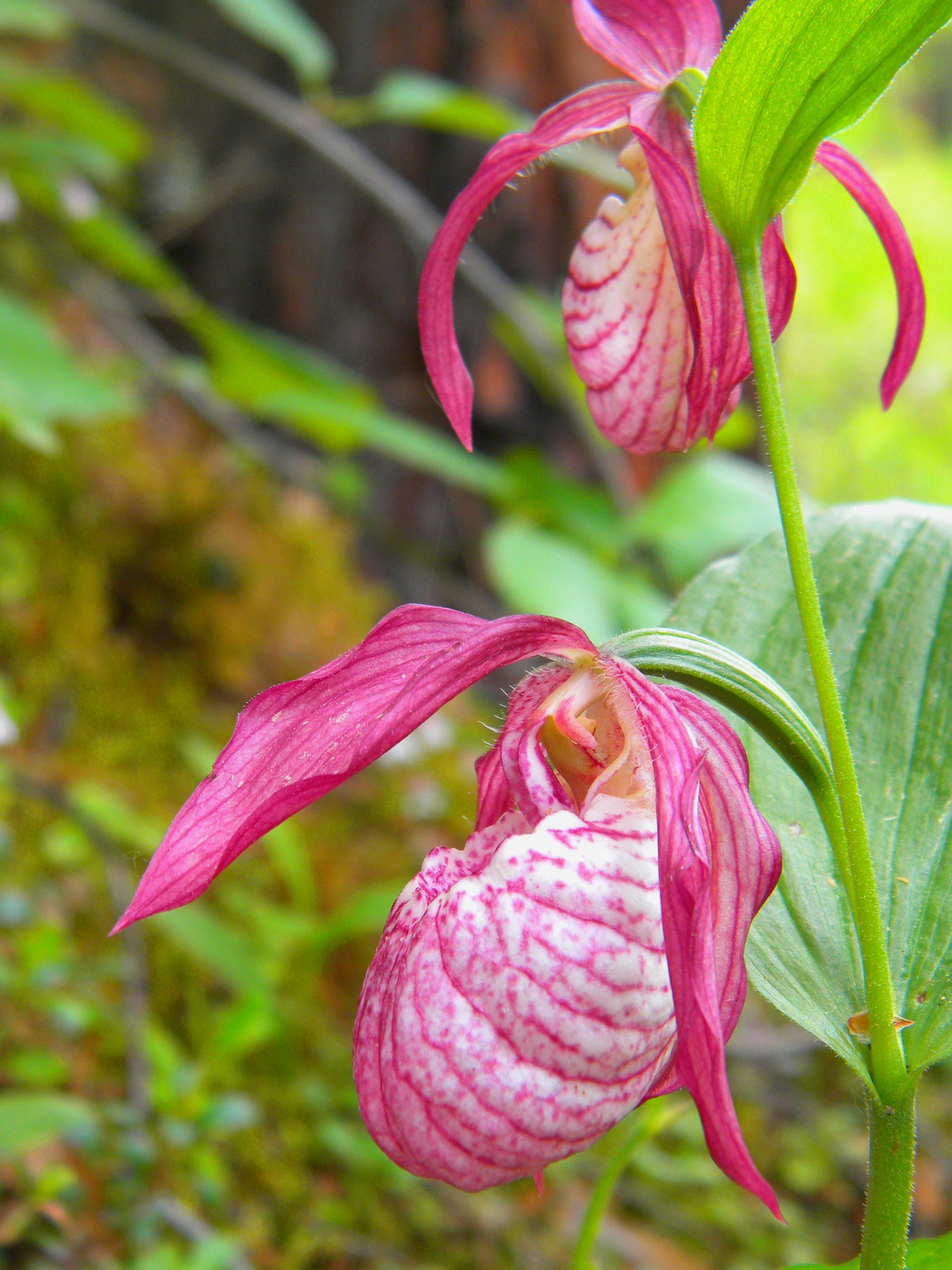 Image of Cypripedium &times; ventricosum specimen.