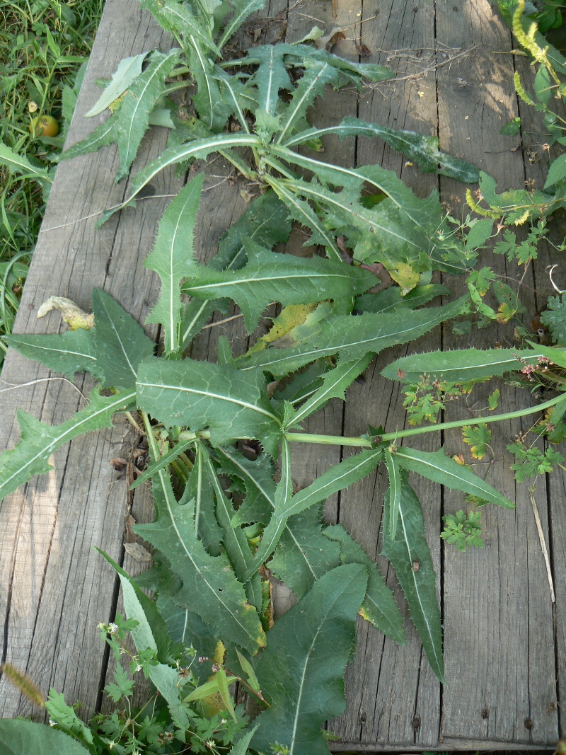 Image of Sonchus arvensis specimen.