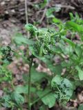 Solanum dulcamara. Верхушка поражённого побега. Краснодарский край, Абинский р-н, ст-ца Холмская, берег р. Хабль. 12.05.2020.