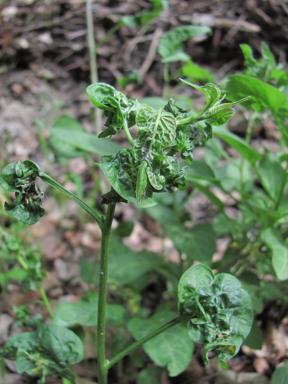 Image of Solanum dulcamara specimen.