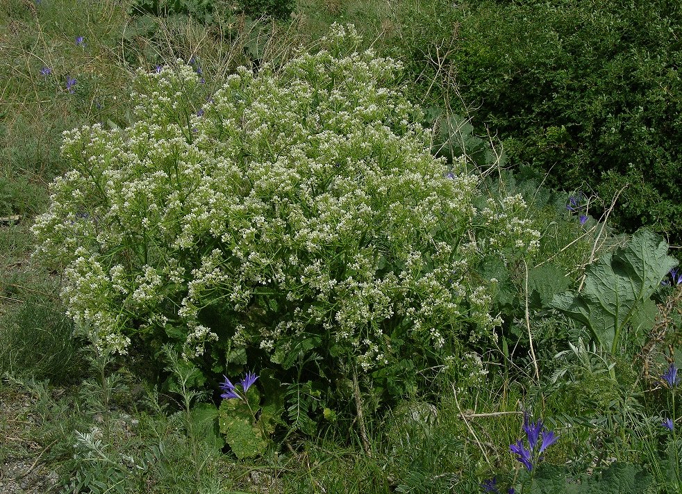 Изображение особи Crambe kotschyana.