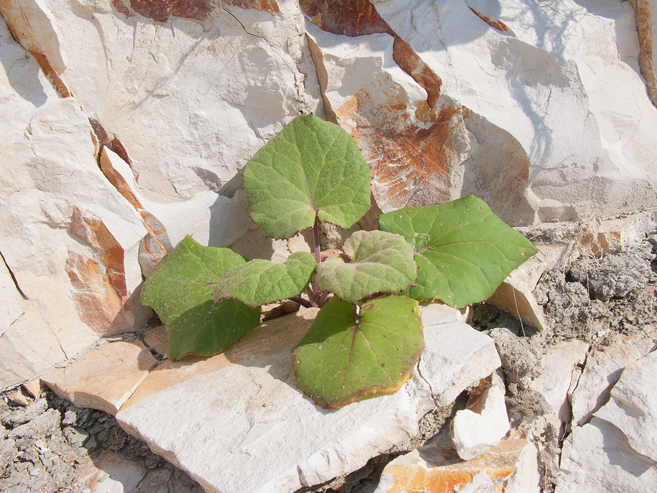 Image of Tussilago farfara specimen.
