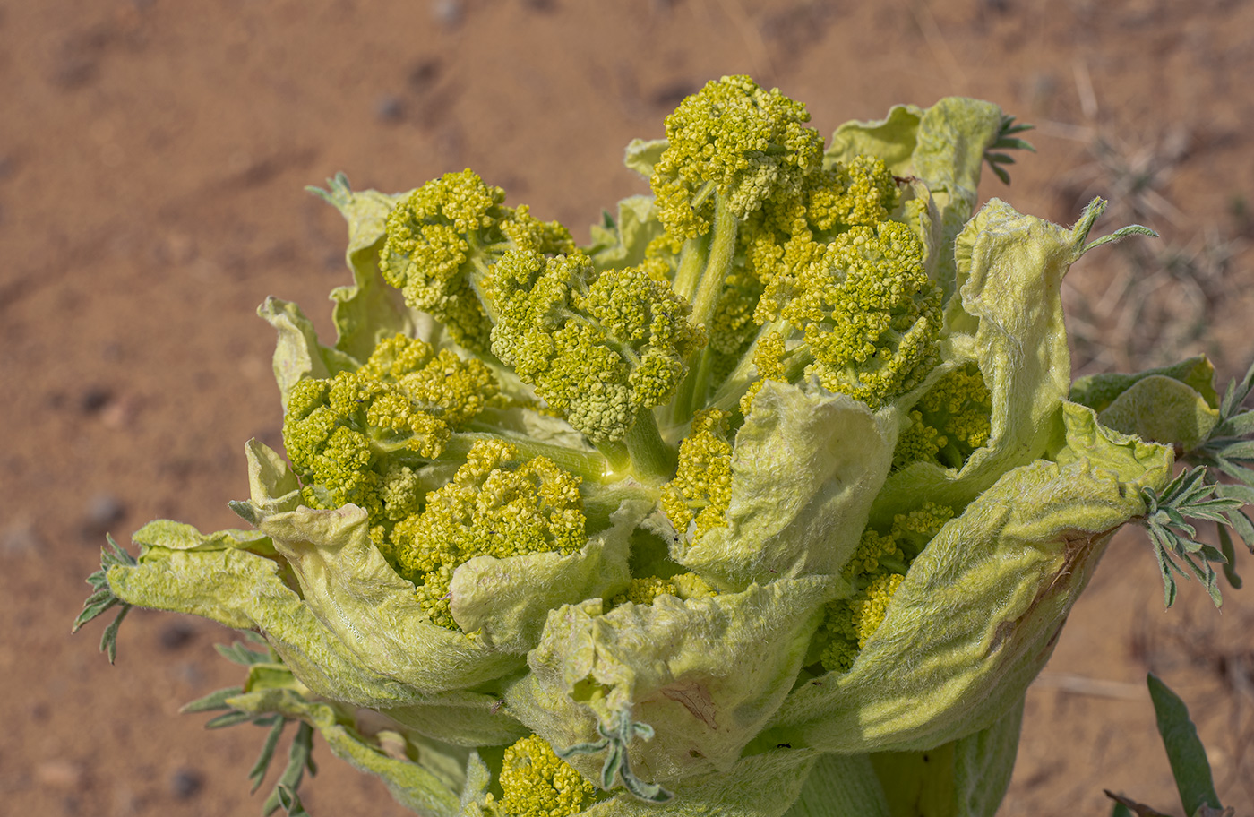 Изображение особи Ferula foetida.