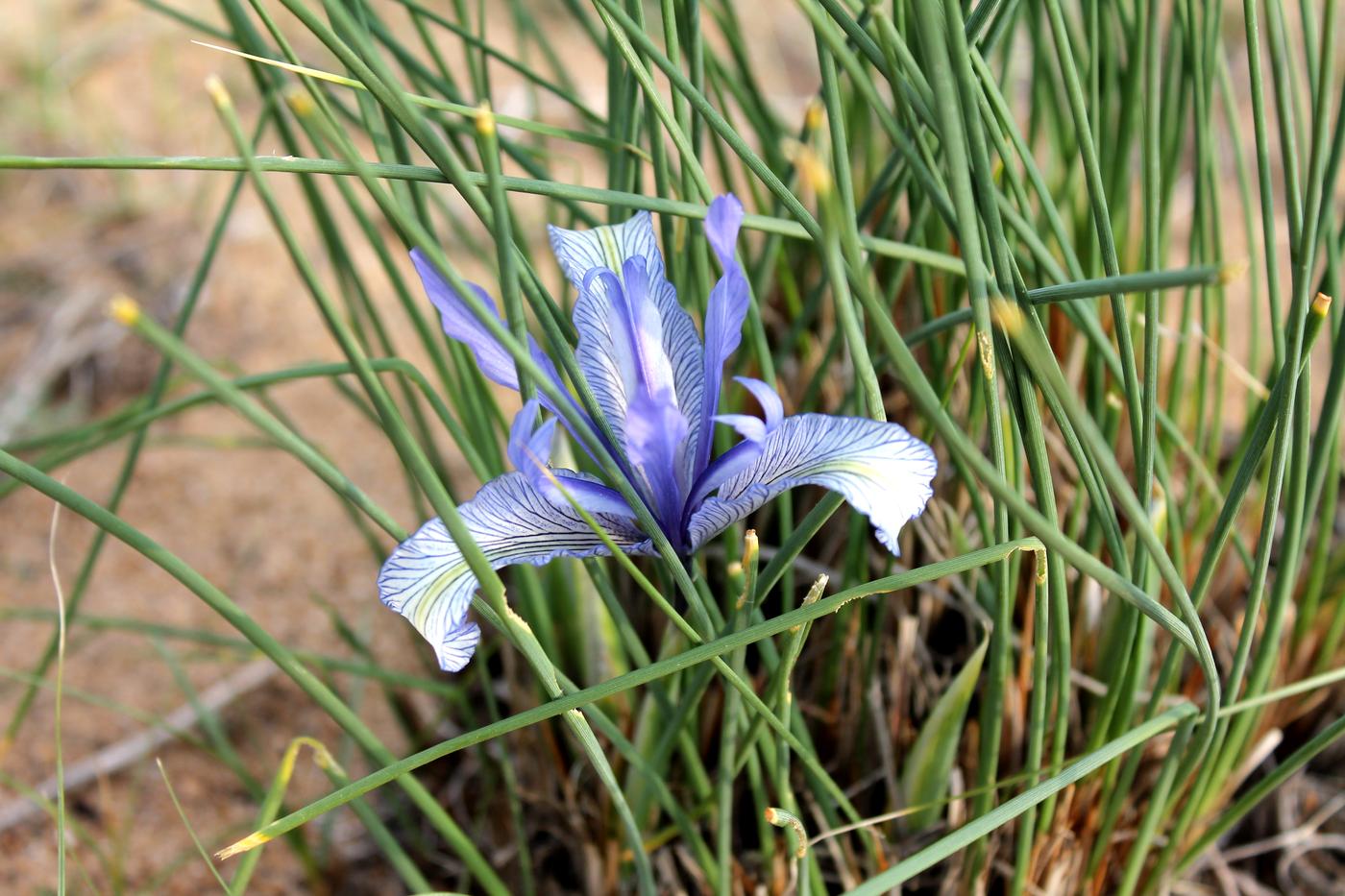 Изображение особи Iris tenuifolia.