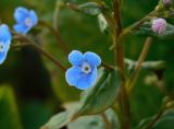 Brunnera macrophylla