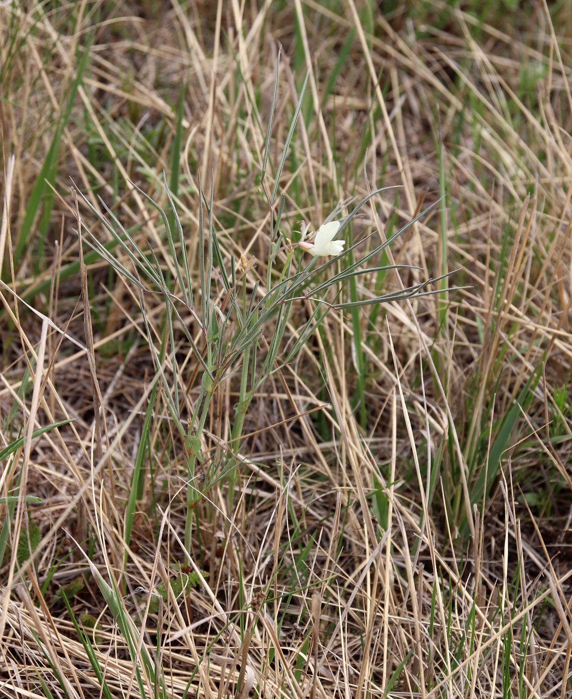 Изображение особи Lathyrus pannonicus.