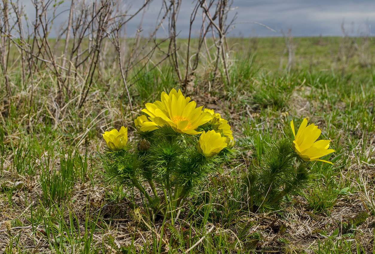 Изображение особи Adonis vernalis.