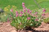 Salvia bucharica