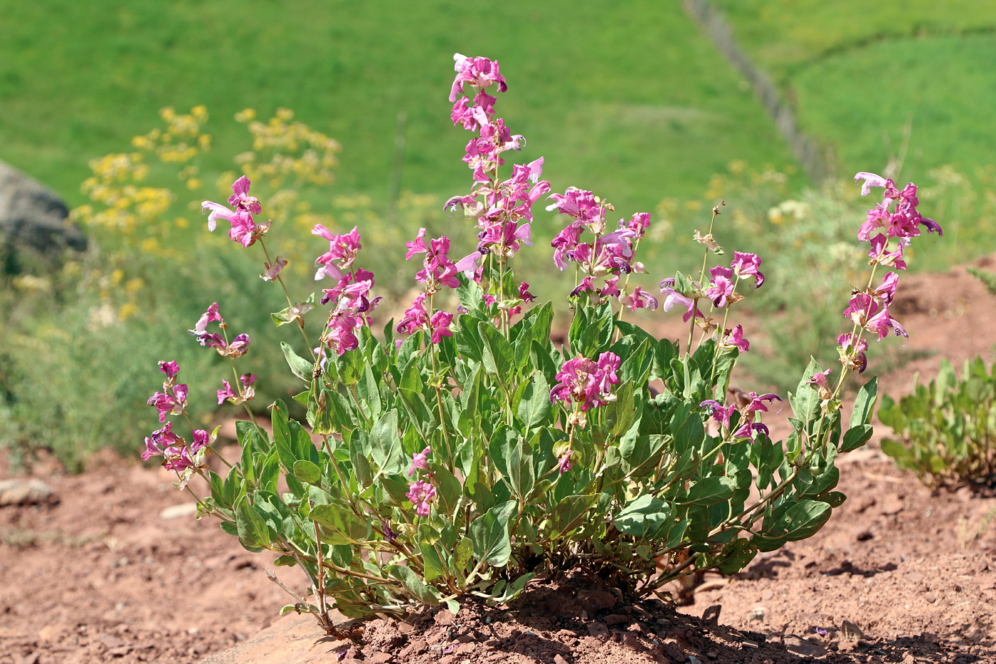 Image of Salvia bucharica specimen.