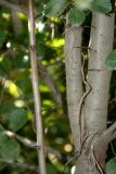 Crataegus macracantha