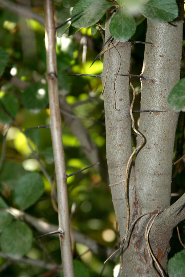 Image of Crataegus macracantha specimen.