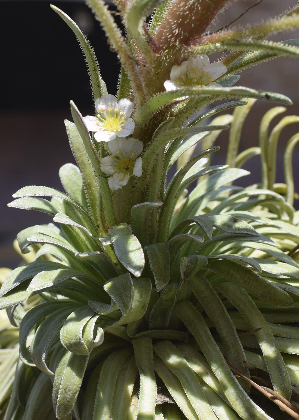 Изображение особи Saxifraga longifolia.