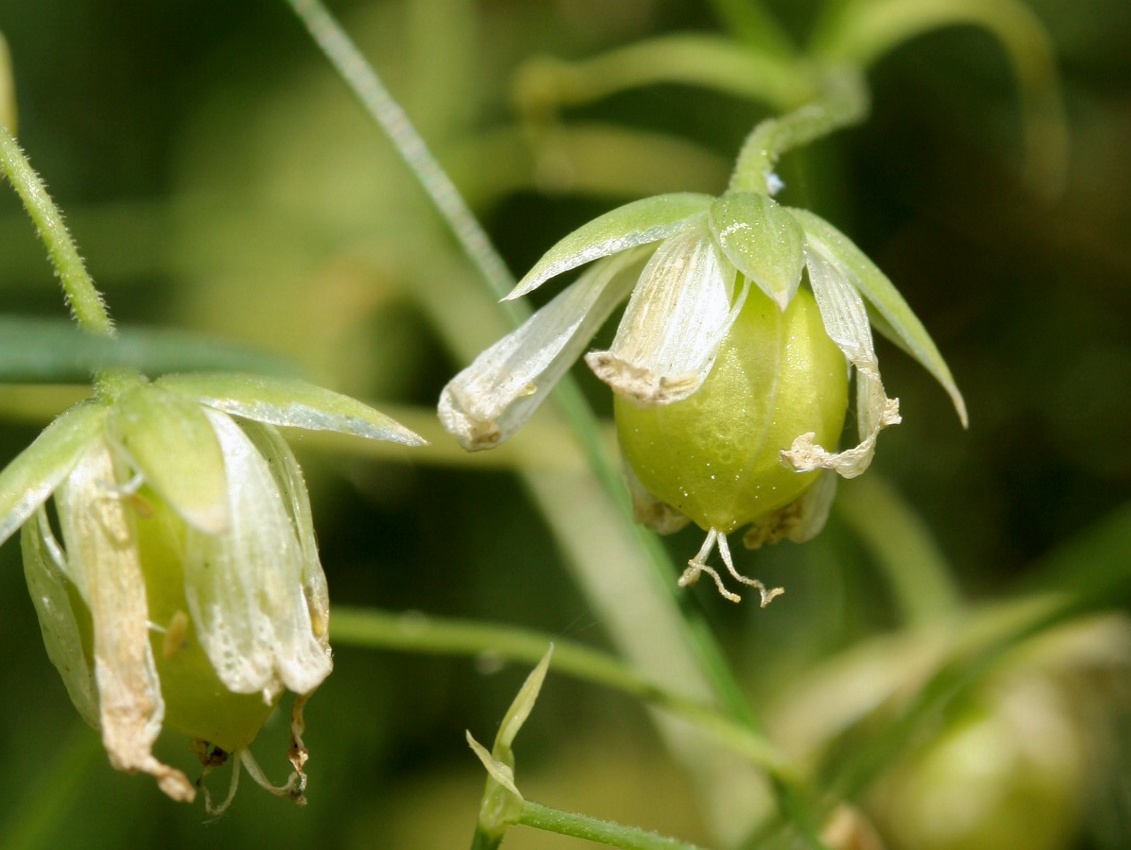 Изображение особи Stellaria holostea.