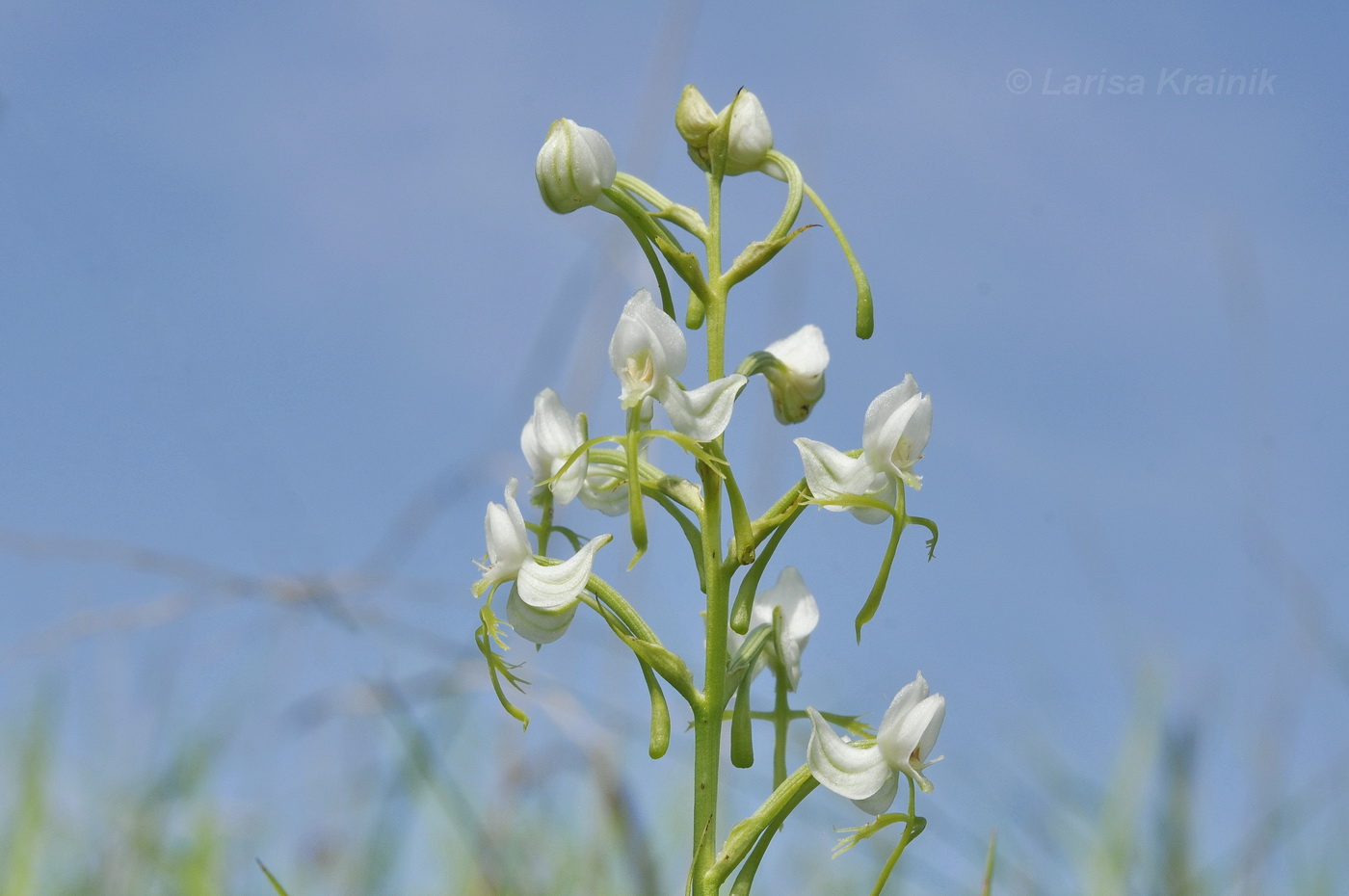 Image of Habenaria linearifolia specimen.