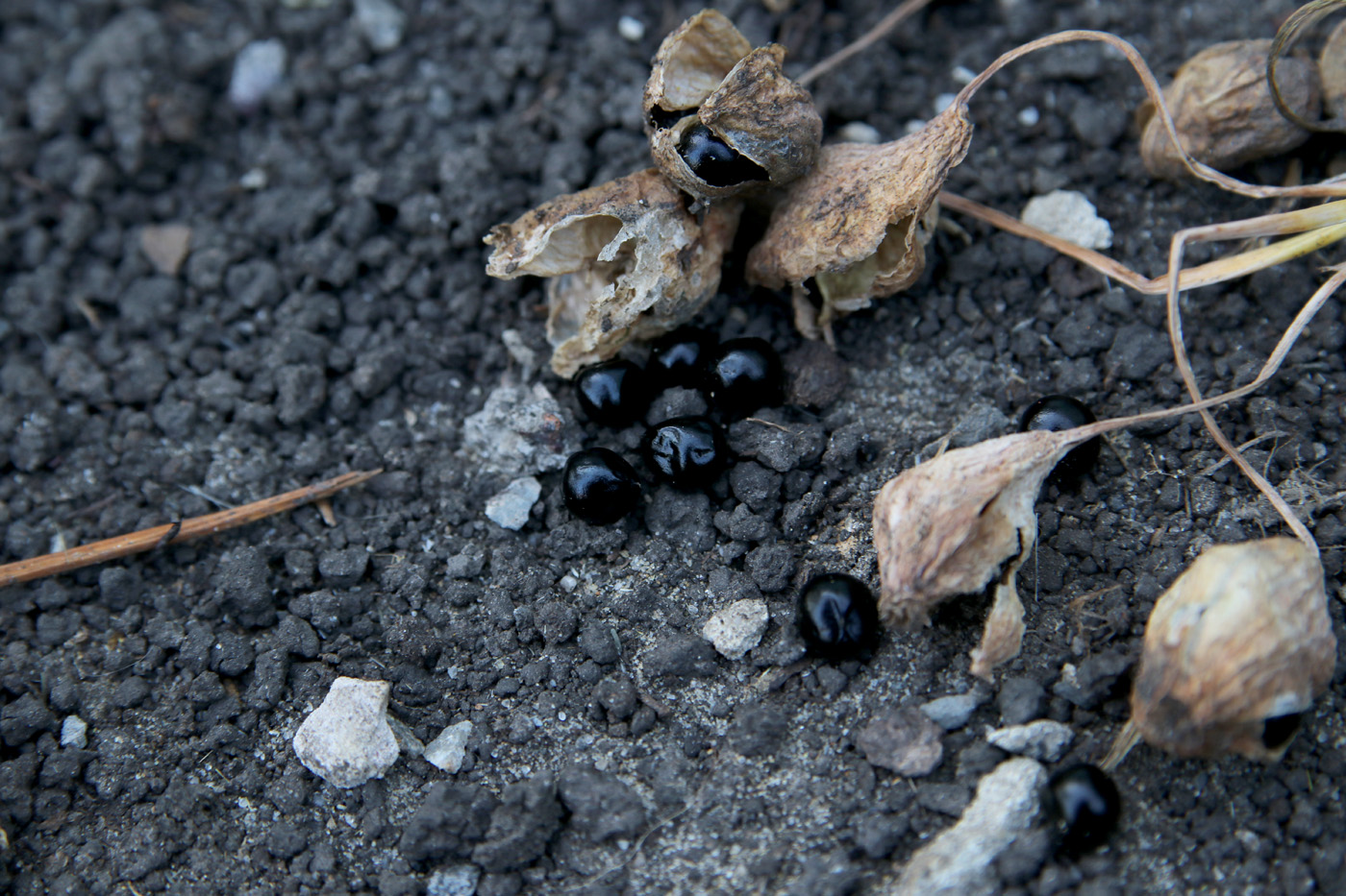 Image of Leucojum aestivum specimen.