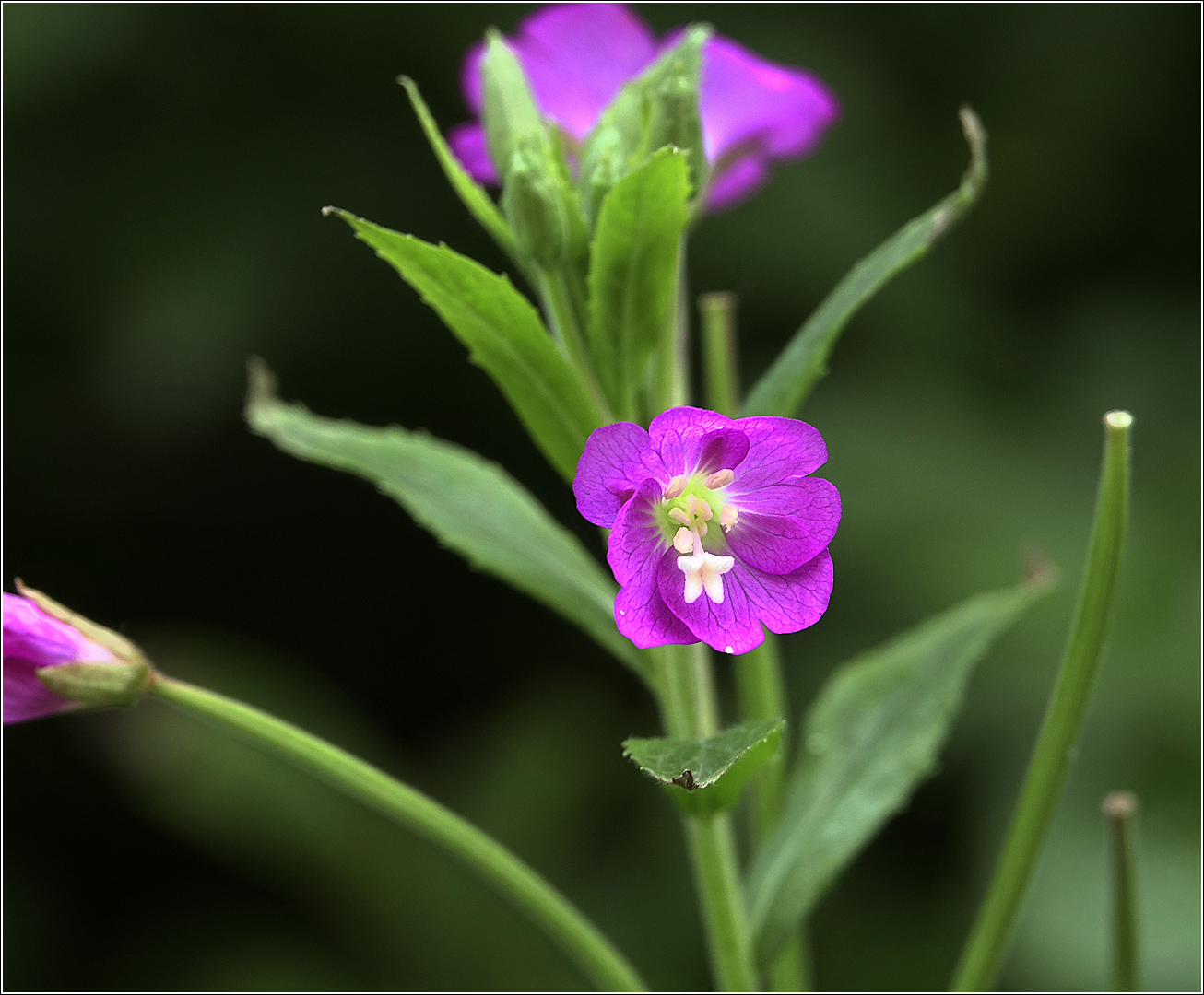 Изображение особи Epilobium hirsutum.