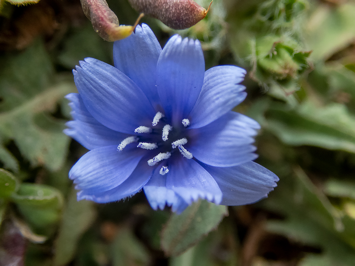 Изображение особи род Cichorium.