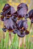 Iris atropurpurea
