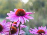 Echinacea purpurea. Соцветие. Ленинградская обл., г. Выборг, парк \"Монрепо\", цветник. 26.09.2020.