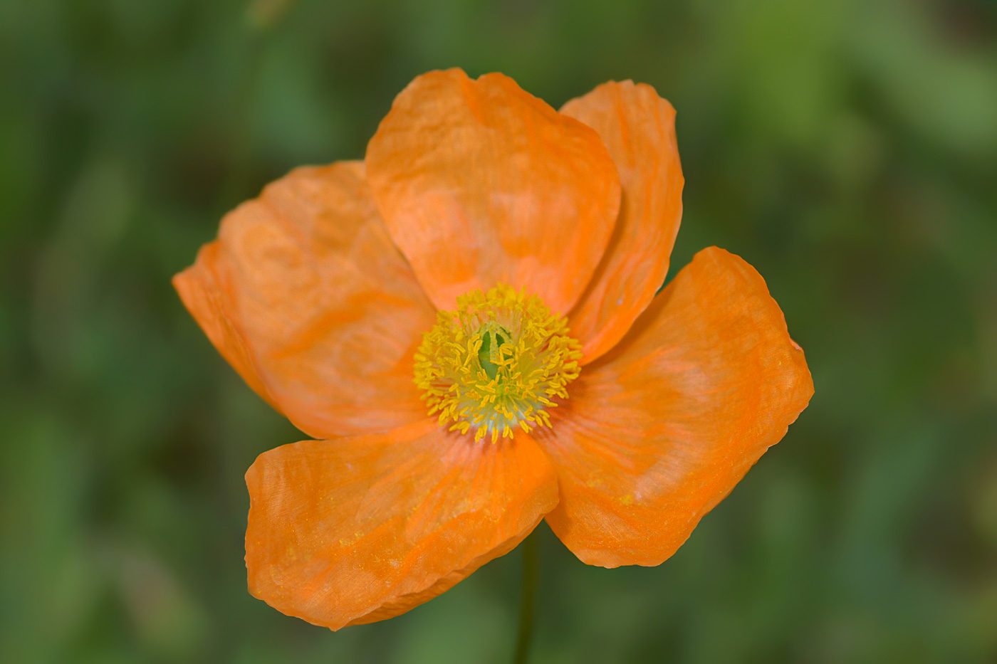 Image of Papaver oreophilum specimen.