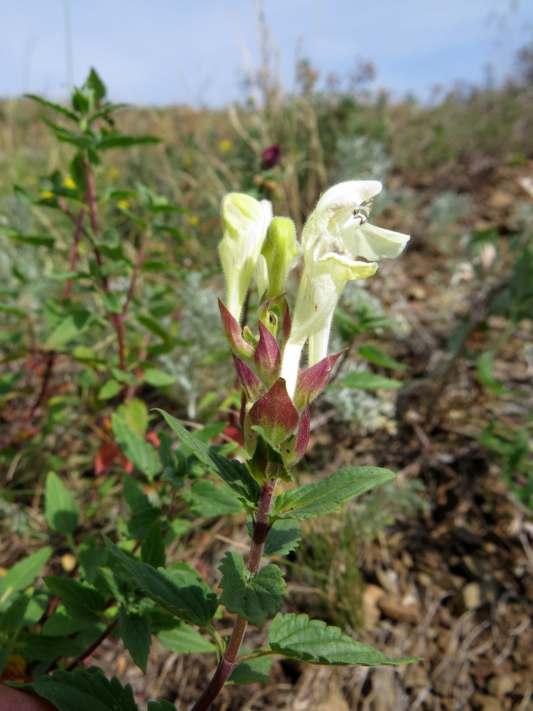 Изображение особи Scutellaria supina.