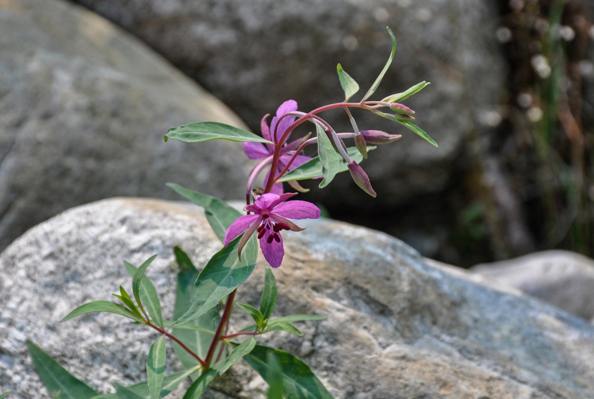 Image of Chamaenerion latifolium specimen.