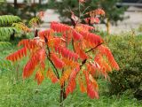 Rhus typhina. Молодое растение с листьями в осенней окраске. Московская обл., Одинцовский р-н, г. Кубинка. 10.10.2020.