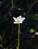 Parnassia palustris. Цветок. Республика Алтай, Кош-Агачский р-н, Джумалинские ключи, ≈ 2400 м н.у.м, рядом с радоновым источником. 3 августа 2020 г.